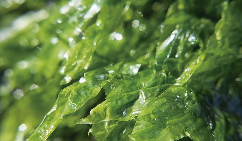 VALORALGAE: las algas de arribazón como biocombustible