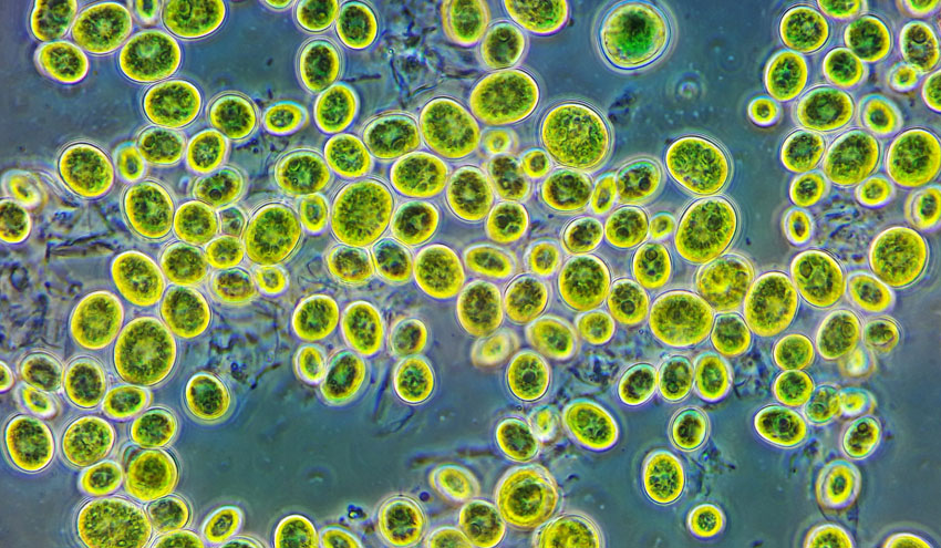 Las algas del suelo contribuyen a combatir el cambio climático