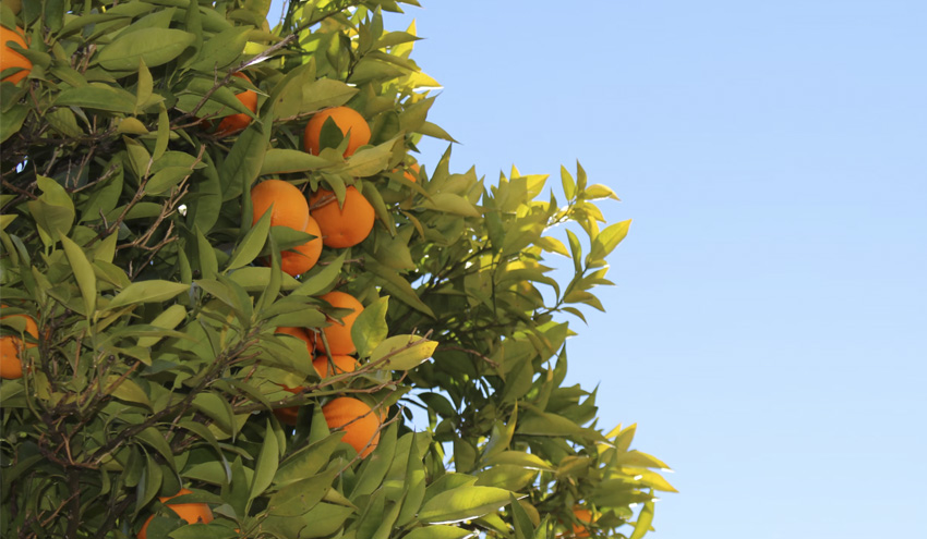 Las naranjas de Sevilla abastecen de energía las instalaciones de Emasesa