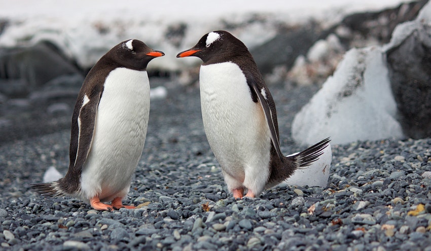 Microplásticos en pingüinos antárticos, la basura silenciosa