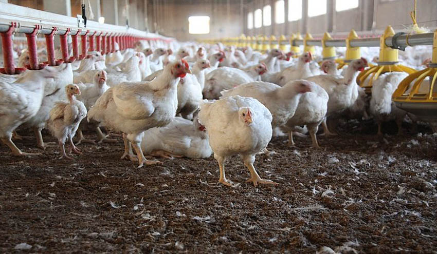 Desarrollan nuevas aplicaciones para las plumas de la industria avícola