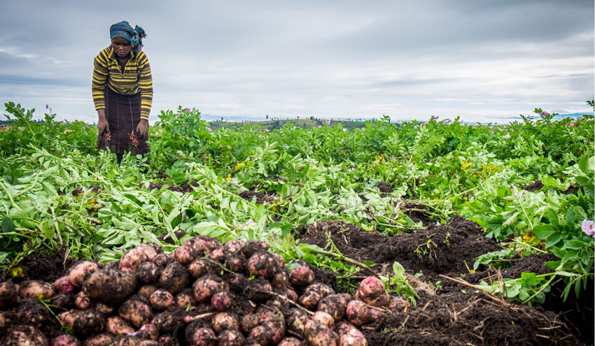 Los proyectos de agricultura implementados por Incatema en África contribuyen al desarrollo económico y social