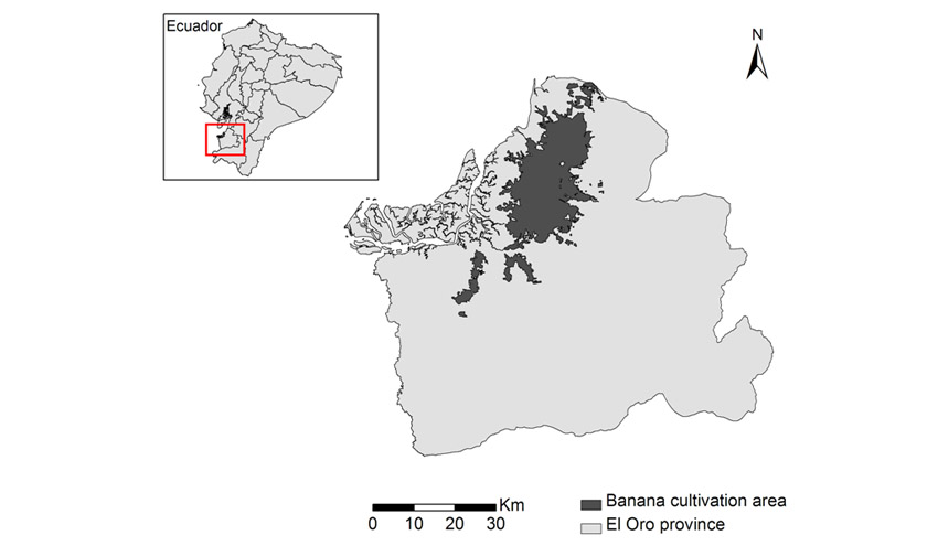 Área de cultivo de banano en la provincia de El Oro y cobertura de las plantas de transformación. / Ana Belén Guerrero (Grupo de Agroenergética de la UPM)