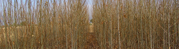 CEDER-CIEMAT colabora en un proyecto de I+D sobre utilización de purines como fertilizante para producción de biomasa