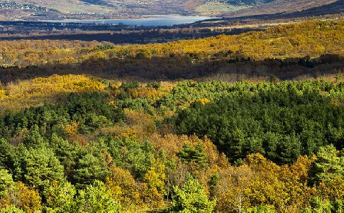 El sector forestal y de la bioenergía reclama el aprovechamiento de la biomasa de los montes