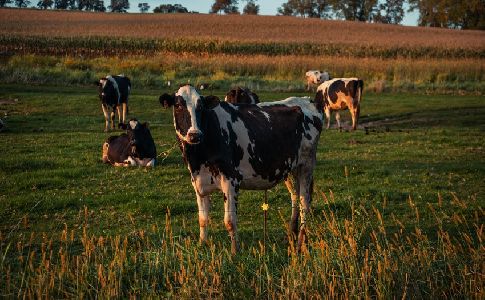 Medidas para reducir el metano emitido por el ganado: ¿cuáles son efectivas y cuáles no?