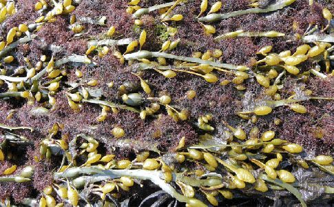 Transformando las algas de arribazón en combustible renovable