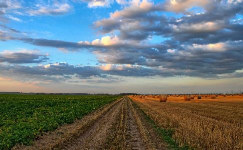 La adaptación al cambio climático es clave para el futuro de la agricultura en Europa