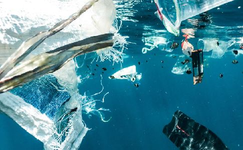 La presencia de plásticos en el mar podría contribuir a la introducción de especies invasoras