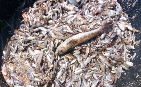 Analizan las causas del nuevo evento de mortalidad de fauna en el Mar Menor