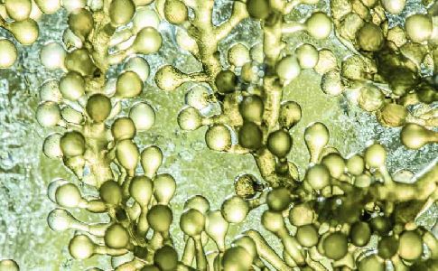 La mejor tesis de la URJC de este año ha sido sobre microalgas utilizadas como biocomustible