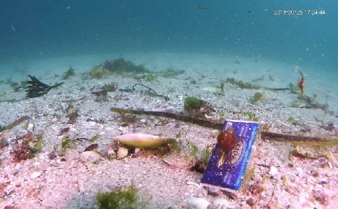 Nueva investigación sobre basuras marinas en los fondos marinos del Parque Nacional Islas Atlánticas